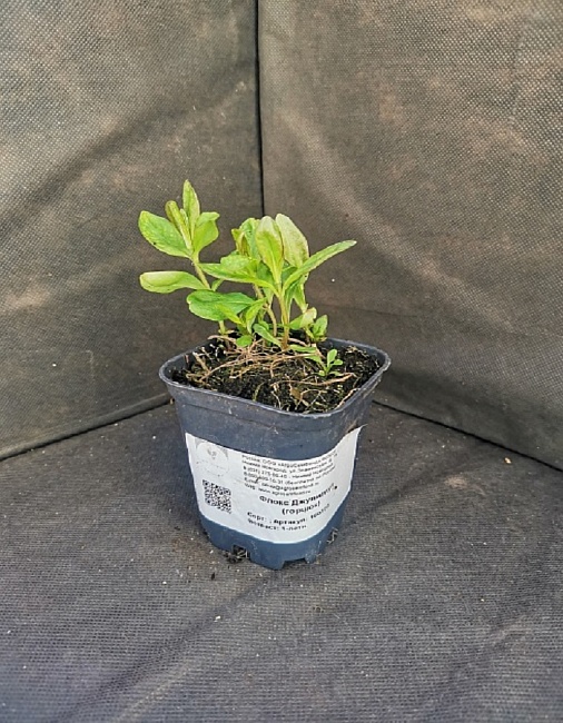 Флокс Джулиглут